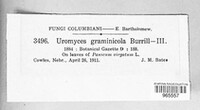 Uromyces graminicola image